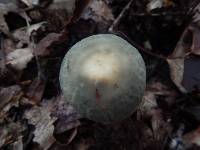 Russula parvovirescens image