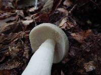 Russula parvovirescens image