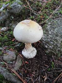 Amanita praecox image