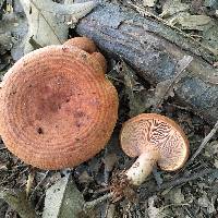 Lactarius peckii image