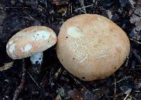 Russula compacta image