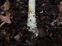 Amanita parcivolvata image