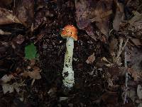 Amanita parcivolvata image