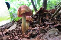 Cortinarius corrugatus image