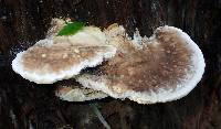 Trametes cubensis image