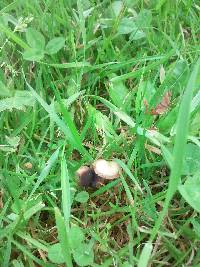 Psilocybe inquilina image