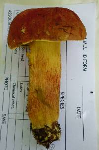 Pulchroboletus sclerotiorum image
