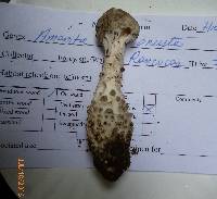 Amanita onusta image