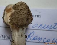 Amanita onusta image