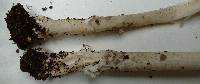Amanita sect. Vaginatae image