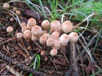 Marasmius pulcherripes image