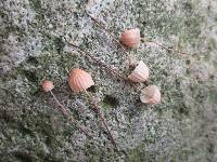 Marasmius pulcherripes image