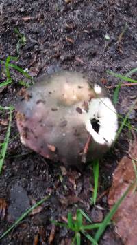 Russula cyanoxantha image