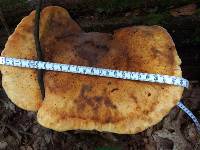 Piptoporus quercinus image