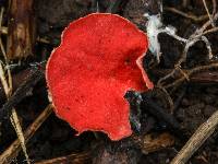 Sarcoscypha occidentalis image