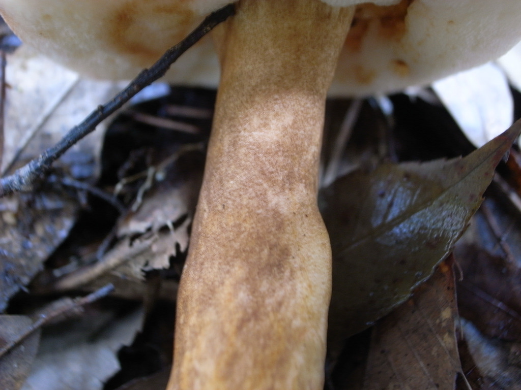 Gyroporus longicystidiatus image