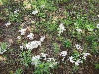 Termitomyces microcarpus image