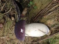 Tylopilus williamsii image