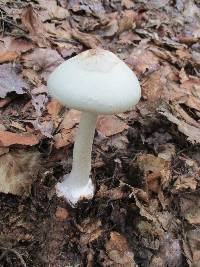 Amanita aestivalis image