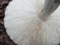 Amanita submaculata image