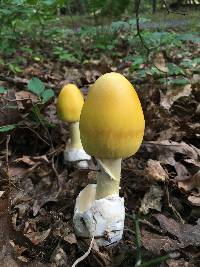 Amanita banningiana image