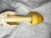 Amanita banningiana image