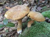 Xanthoconium affine image
