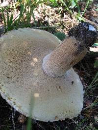 Boletus variipes image