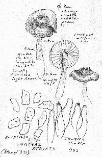 Inocybe acuta image