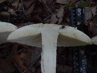 Amanita daucipes image