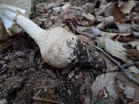 Amanita daucipes image