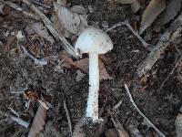 Amanita submaculata image