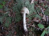 Amanita submaculata image