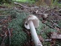 Amanita submaculata image