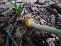 Amanita banningiana image