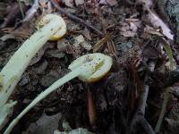 Amanita banningiana image