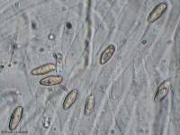 Caloboletus inedulis image