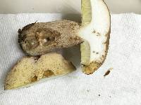 Boletus variipes image