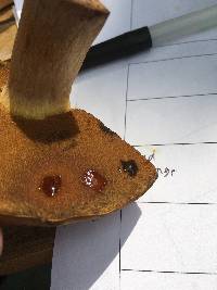 Boletus vermiculosoides image