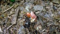 Leucoagaricus rubrotinctus image