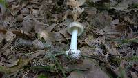 Amanita solaniolens image