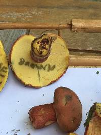 Baorangia bicolor image