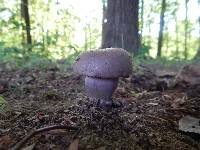 Tylopilus plumbeoviolaceus image