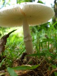 Amanita spreta image