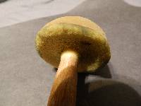 Boletus patrioticus image