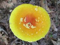 Amanita frostiana image