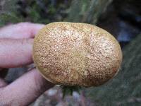 Austroboletus gracilis image