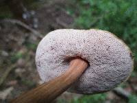 Austroboletus gracilis image