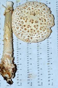 Amanita subcokeri image