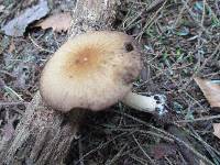 Psathyrella delineata image